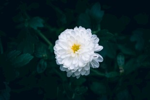白色菊花特写