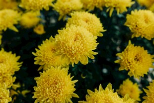 金黄菊花绽放