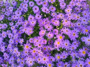 紫色雏菊花卉特写