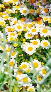 烂漫雏菊绽放于绿意间