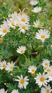 绽放的小白菊