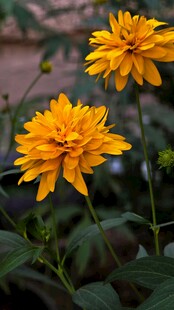 两朵明艳黄色菊花