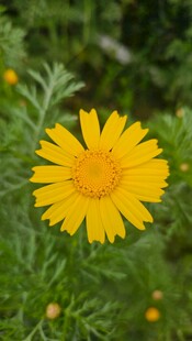 黄色菊花