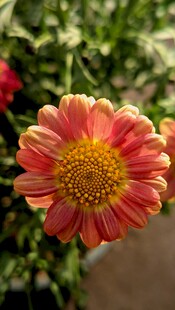 艳丽双色菊花特写