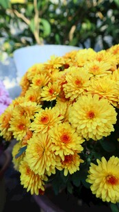 一束明艳的黄色小菊花
