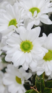 白色雏菊特写