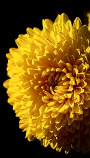 金黄菊花特写