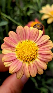 手托双色菊花特写
