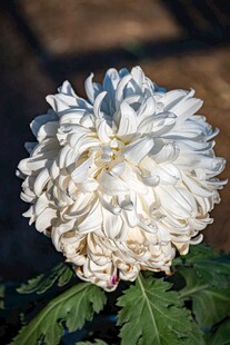 白色菊花特写