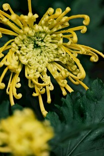 金黄菊花特写