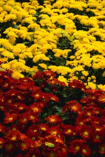 多彩菊花