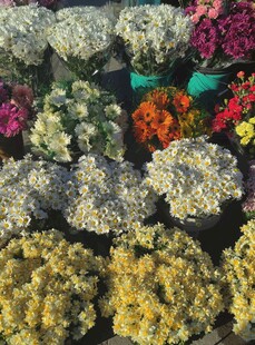 多彩菊花