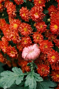 独株粉菊绽于红菊丛中