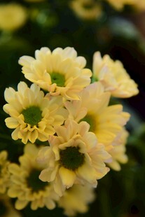 黄色小菊花特写
