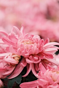 娇艳粉色菊花绽放