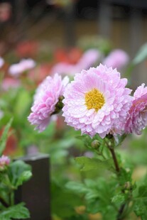 娇艳雏菊绽放于绿意间