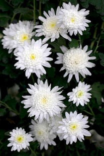 白色菊花绽放