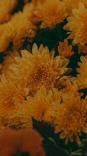 金黄菊花绽放