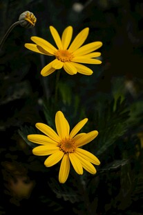 两朵明艳黄色小菊花