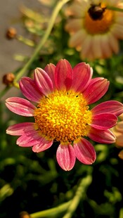 娇艳粉色菊花特写