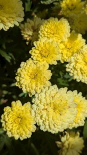 黄色菊花绽放