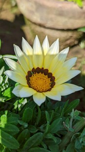阳光下绽放的美丽勋章菊
