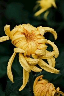 绽放的黄色菊花
