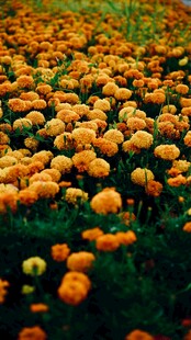 金盏菊花海绽放
