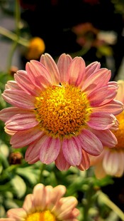 娇艳粉色菊花特写