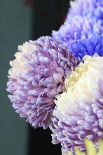 多彩菊花特写