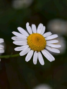 白色雏菊特写