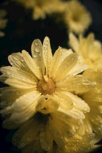 带露珠的黄色菊花