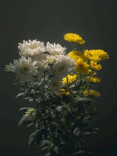 黄白菊花静物特写