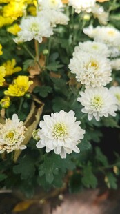 白色菊花绽放