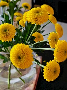 花瓶中的黄色小菊花