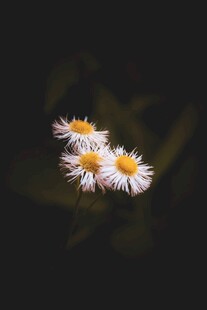 水中绽放的清新小雏菊