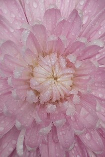 粉色带露菊花特写