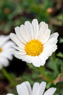 清新小白菊特写