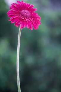 娇艳玫红非洲菊特写