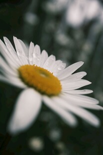 清新雏菊特写