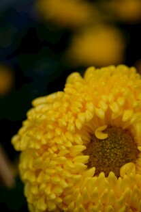 黄色菊花特写