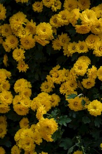 金黄菊花绽放