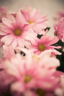粉色雏菊特写