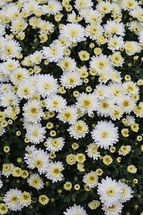 白色小雏菊密集绽放