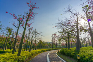 珠海木棉花花海公园