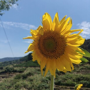 阳光下绽放的灿烂向日葵