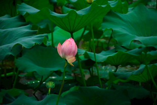 粉色荷花绽放于绿叶间
