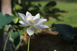 洁白荷花绽放于绿叶间