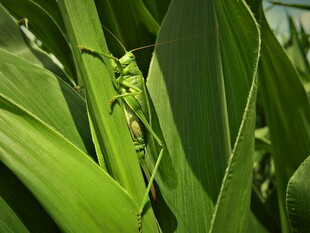 玉米叶上的绿色小昆虫