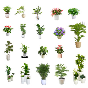 盆栽植物免扣